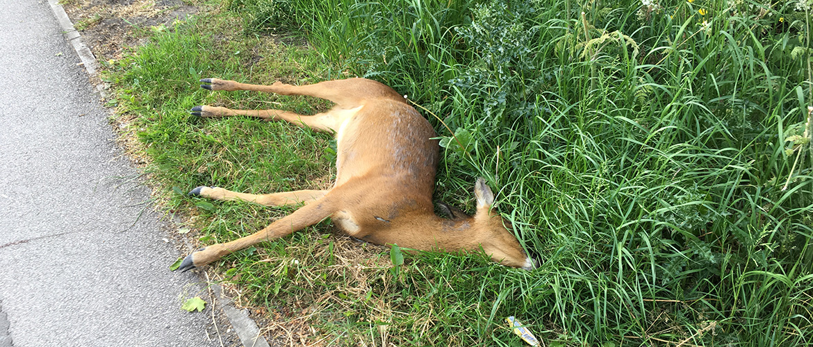 Young deer killed on busy York road