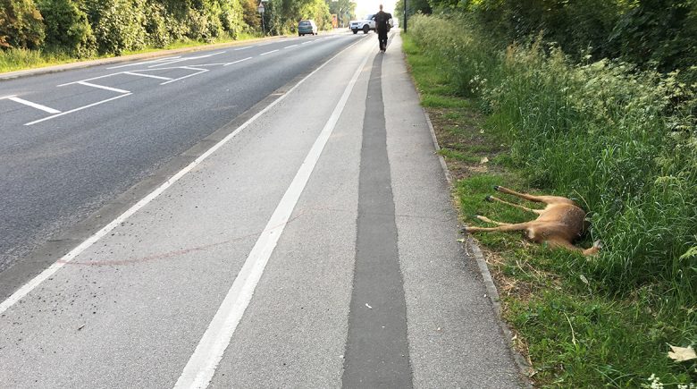 Where the deer was found
