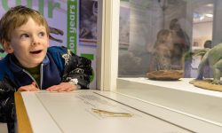 Free fun! Some of York’s favourite attractions are opening for nothing this weekend