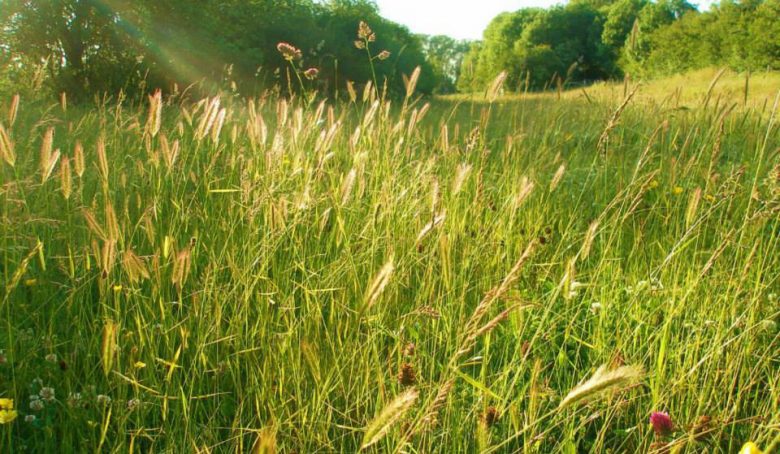Photograph: Friends of Rawcliffe Meadows on Facebook