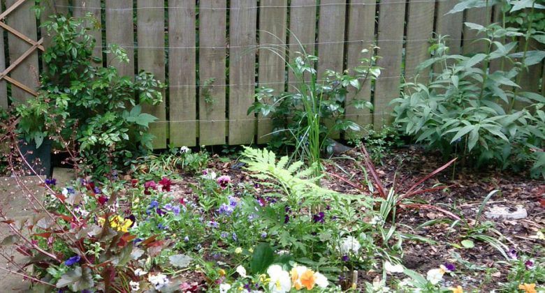 The library garden. Photograph © Haxby Explore on Twitter