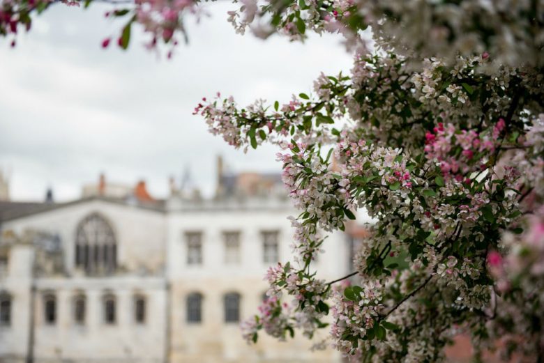 Blossoming city