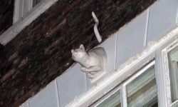 Tails of the unexpected: The strange stories of York’s ghost cats
