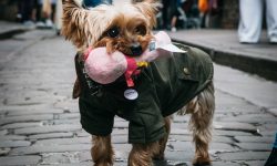 Watch: Yorkie gives a dog’s eye view of York in his travel video