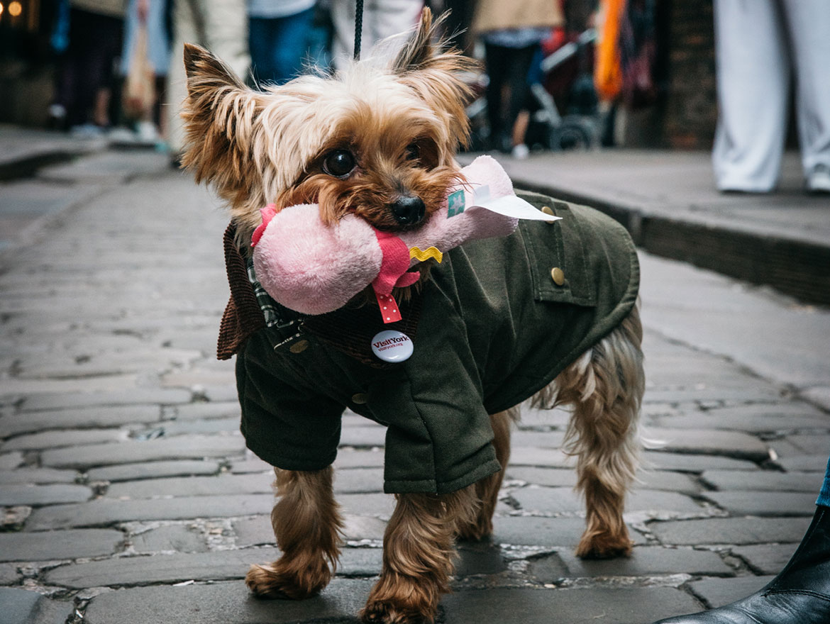 Watch: Yorkie gives a dog’s eye view of York in his travel video