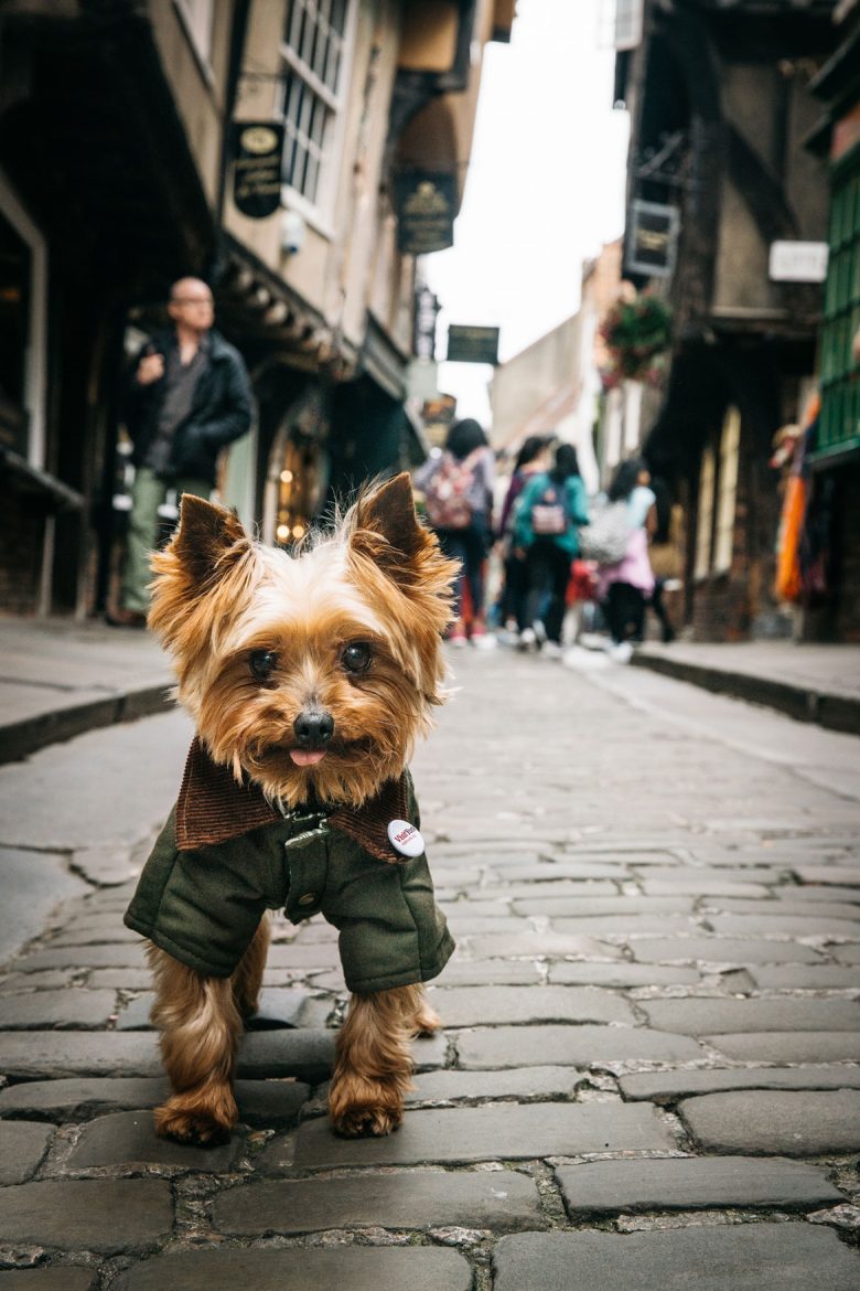 A Shambles shaggy dog story