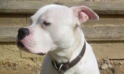 Two jailed after their bulldog savages other dogs in York