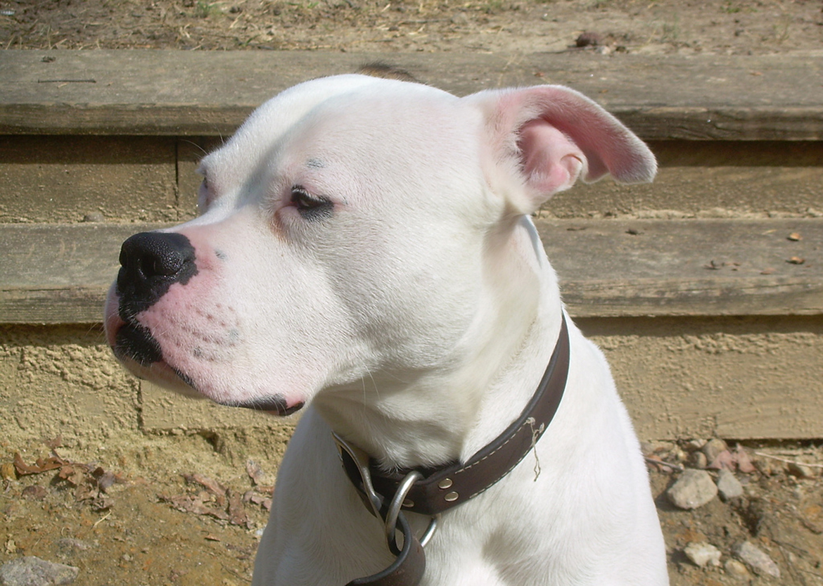 Two jailed after their bulldog savages other dogs in York