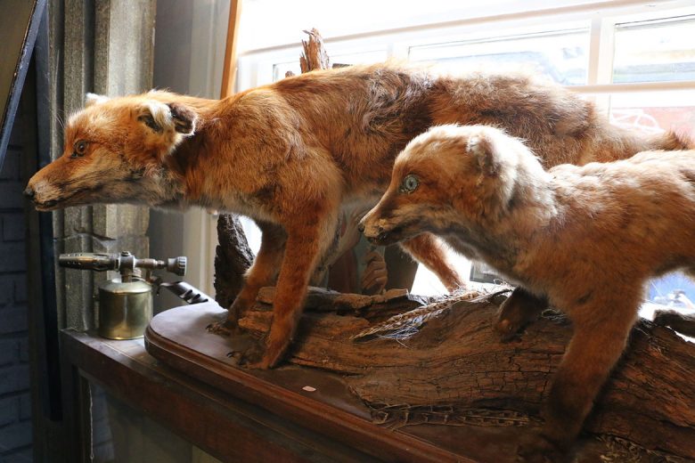 Frozen foxes