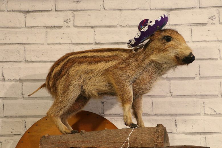A creature in a hat. We thought it might be a capybara but looking at Google it isn't