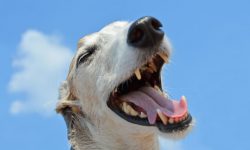 Four ways to have a laugh and beat the January blues