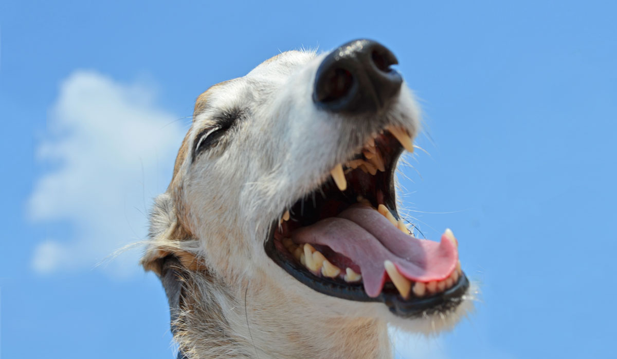 Four ways to have a laugh and beat the January blues