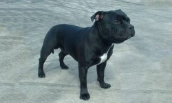 York couple ordered to control their terrier after it attacked another dog