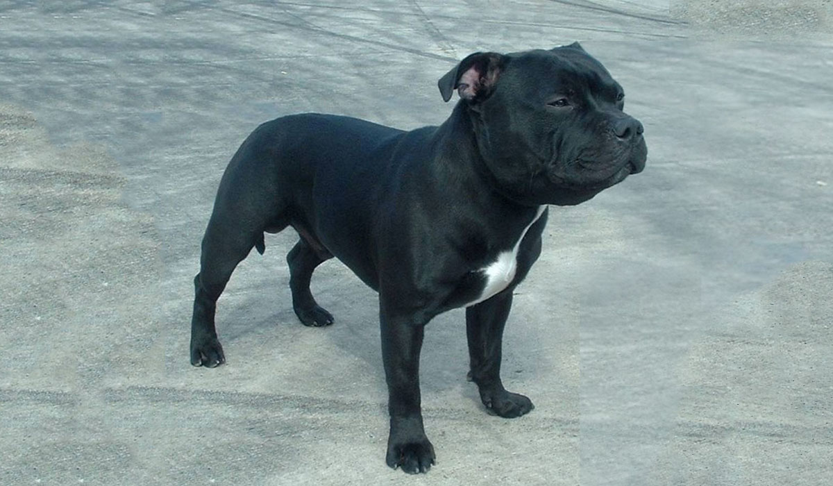 York couple ordered to control their terrier after it attacked another dog