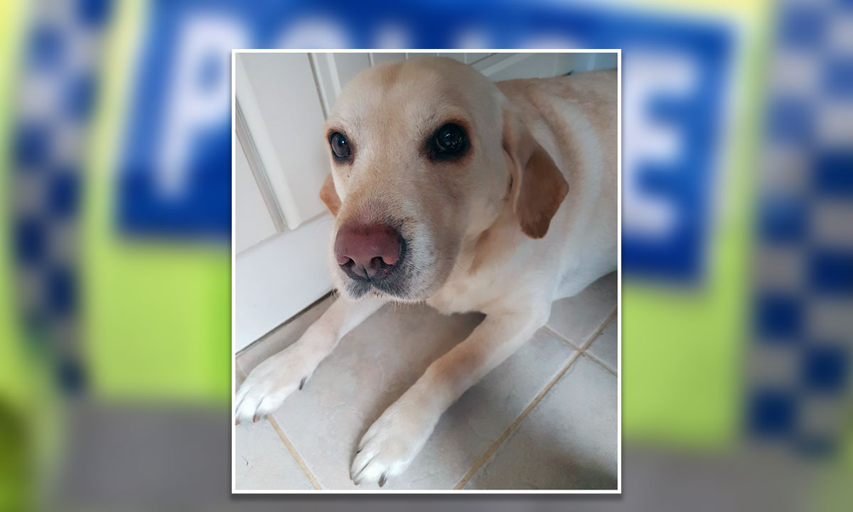 Meet Larry, the York dog who came back from the dead – thanks to hero police officer