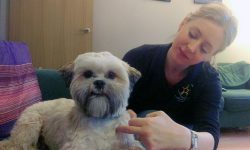 Meet the York woman who massages dogs and cats