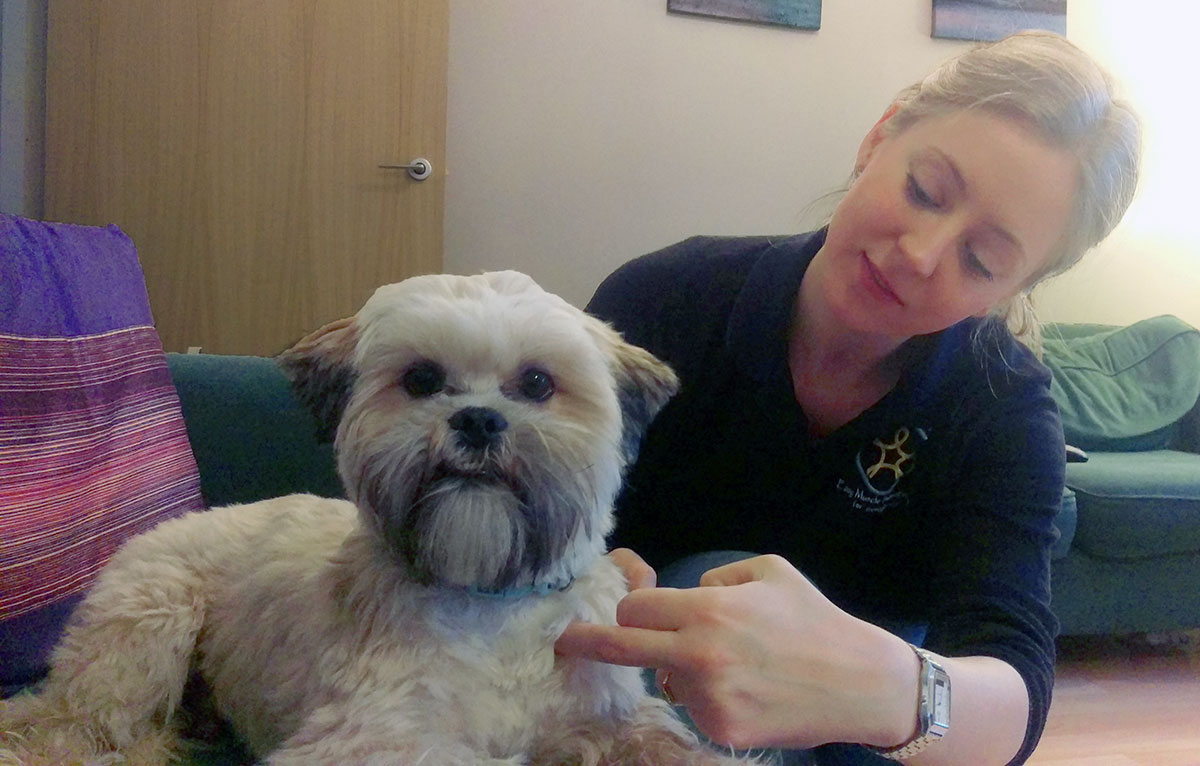 Meet the York woman who massages dogs and cats