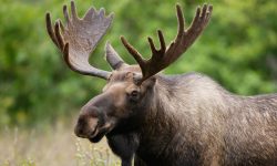 ‘I’m running the London Marathon for my brother – dressed as a moose’