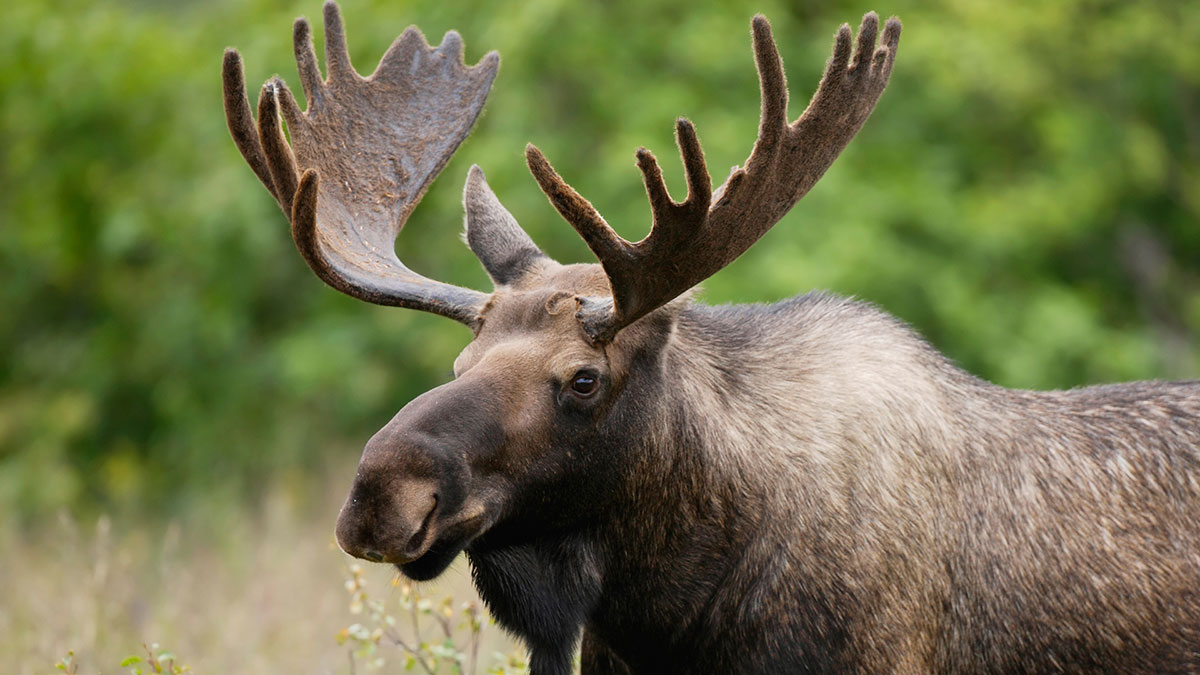 ‘I’m running the London Marathon for my brother – dressed as a moose’