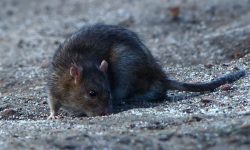 ‘Rats in the bins and too few benches’ – York residents answer the question: ‘What would you tell the council?’