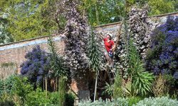 Look at the size of it! National Trust lays down the challenge: do you have a bigger Echium?