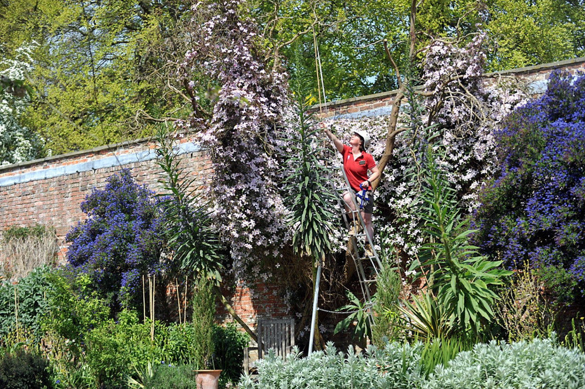 Look at the size of it! National Trust lays down the challenge: do you have a bigger Echium?