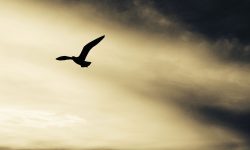Poetry blog: The birds and the bees