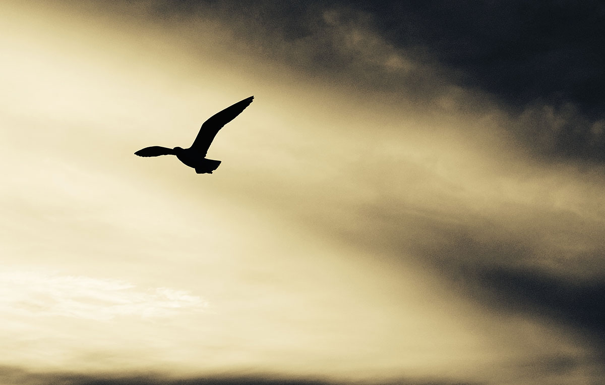 Poetry blog: The birds and the bees