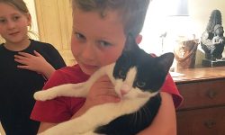 Updated: Cat dies after being shot with an airgun in York – reward offered