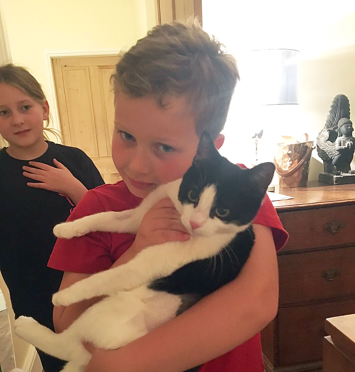 Updated: Cat dies after being shot with an airgun in York – reward offered