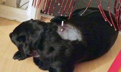 Fine for York pair who let their ‘danger dog’ do this to a pet Labrador