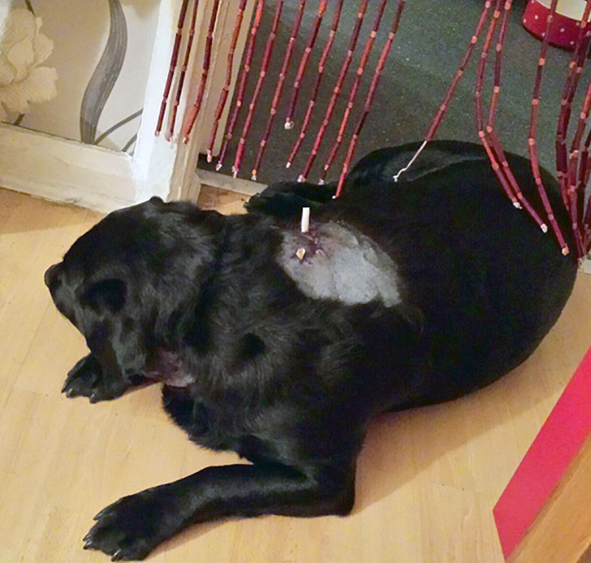 Fine for York pair who let their ‘danger dog’ do this to a pet Labrador