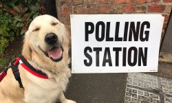 Here are 45 pictures of dogs (and one cat) at York polling stations, because why not