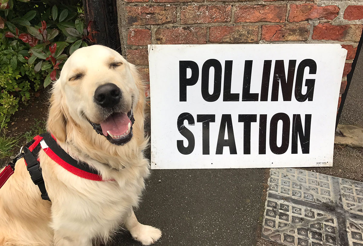 Here are 45 pictures of dogs (and one cat) at York polling stations, because why not