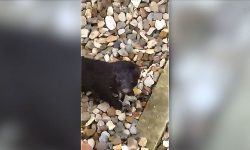 ‘Black mink’ captured on video in York city centre