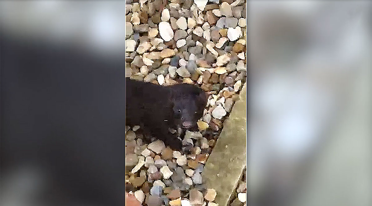 ‘Black mink’ captured on video in York city centre