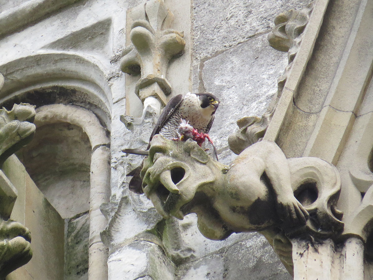 Video shows peregrine falcons feed their chicks – on York Minster