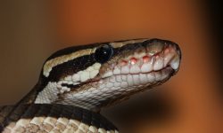 Six-foot snake found on York roof – is it yours?