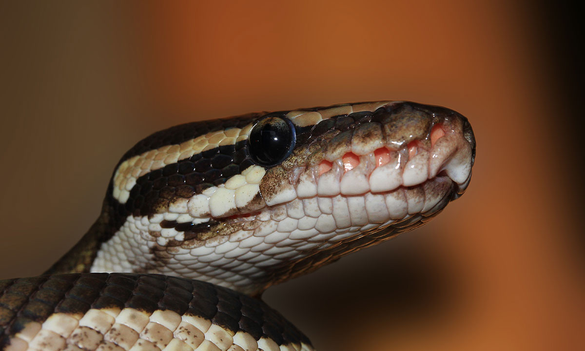 Six-foot snake found on York roof – is it yours?