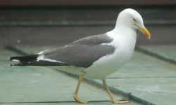 Woman arrested after walking seagull on a lead through York