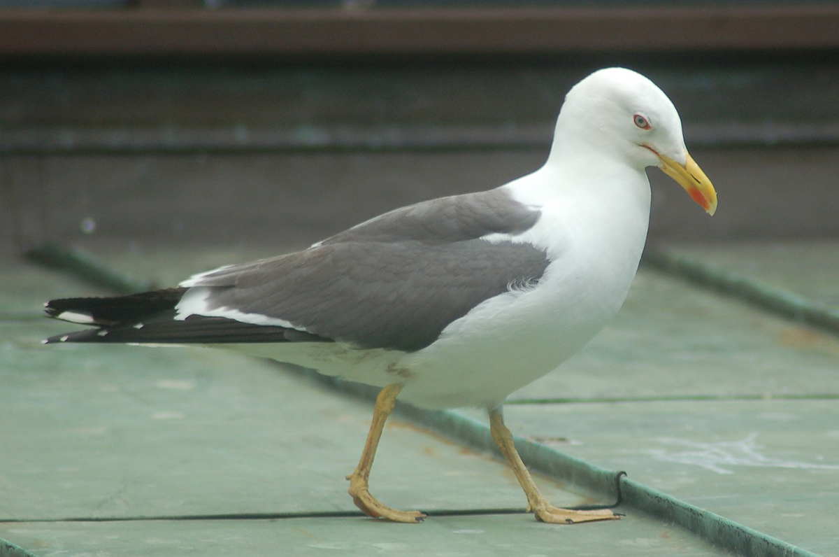 Woman arrested after walking seagull on a lead through York