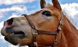 Man arrested for being ‘drunk in charge of a horse’