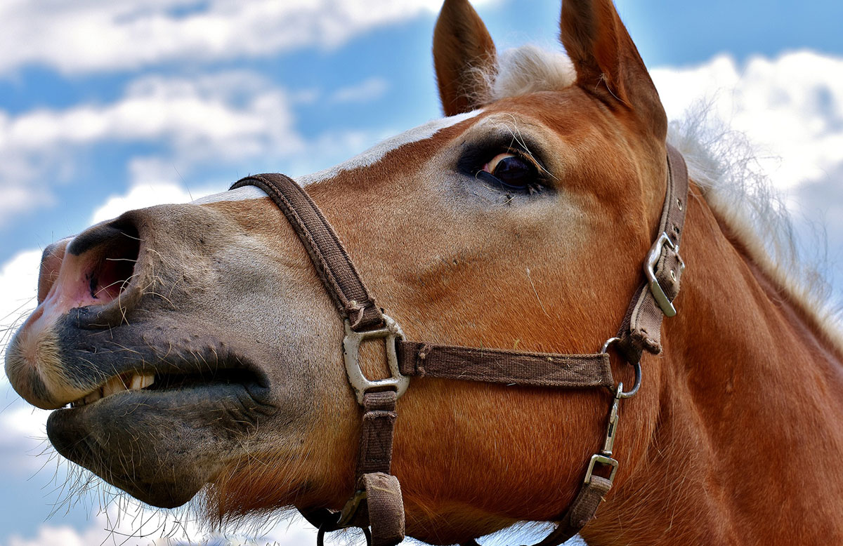 Man arrested for being ‘drunk in charge of a horse’