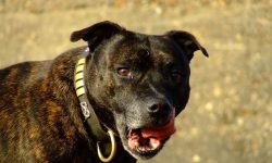 York woman’s uncontrolled bull terriers carried out ‘frenzied’ attack on other dogs