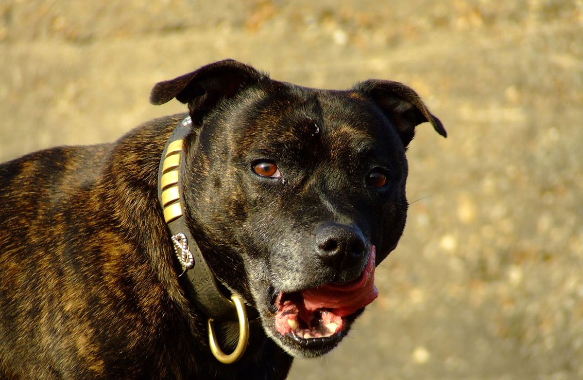 York woman’s uncontrolled bull terriers carried out ‘frenzied’ attack on other dogs