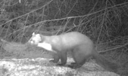 Video: First sighting in Yorkshire for 35 years of rare mammal