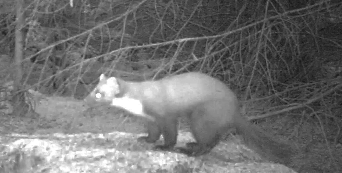 Video: First sighting in Yorkshire for 35 years of rare mammal