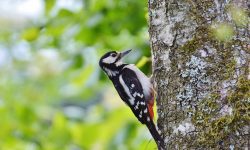 Poetry blog: A spring in your step