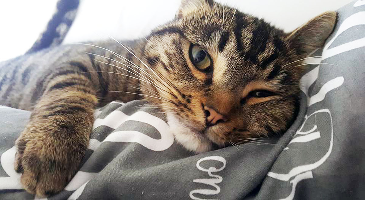 Cat beaten to death in York – reward launched to find his killers