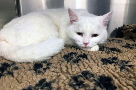 Two cats die after being shot in York: Police investigating
